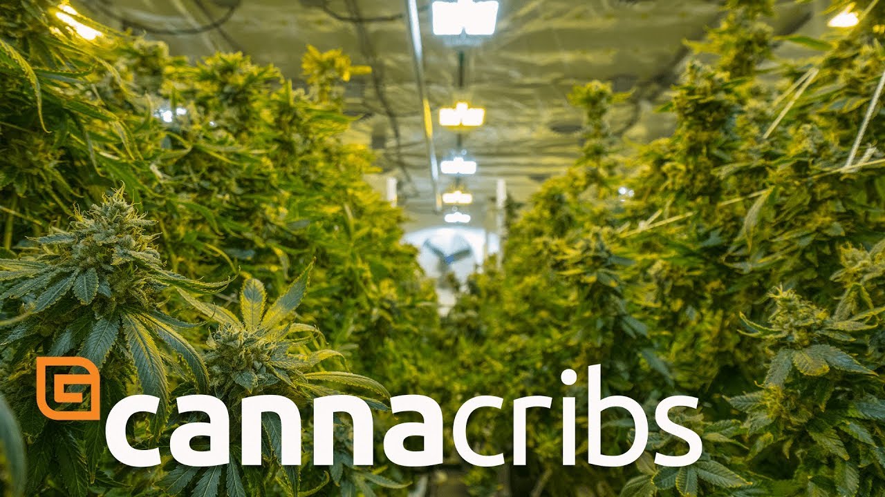 Canna Cribs Episode 2 Grow Op Farms Growers Network