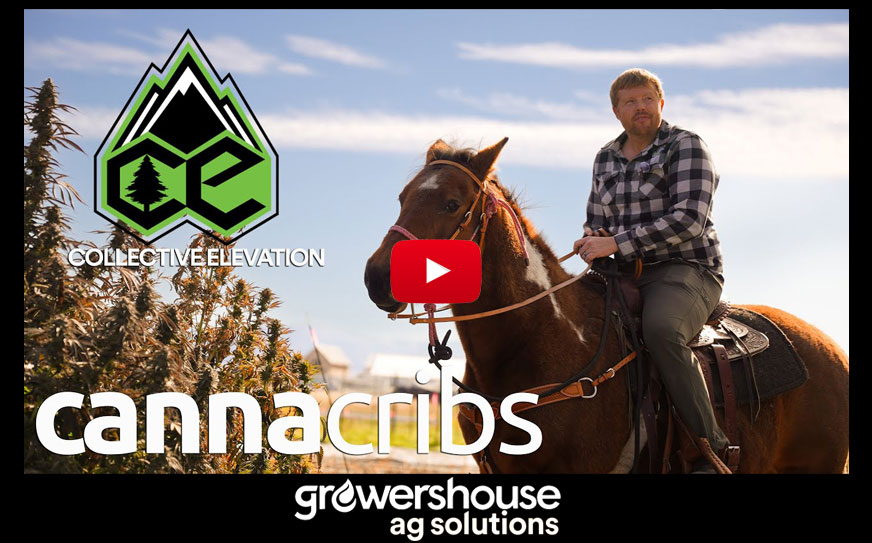 Global Cannabis Community