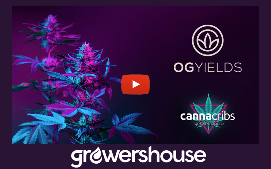 Global Cannabis Community