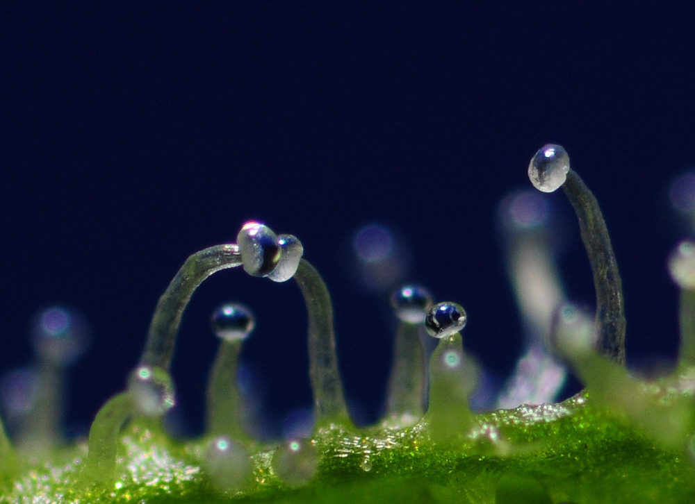 clear trichomes