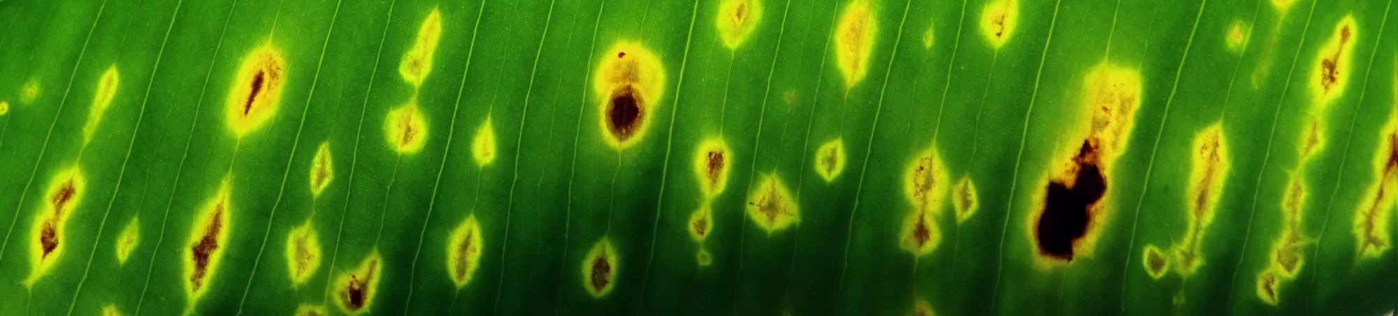 Growers Network’s Disease Profile: Septoria Leaf Spot - Growers Network