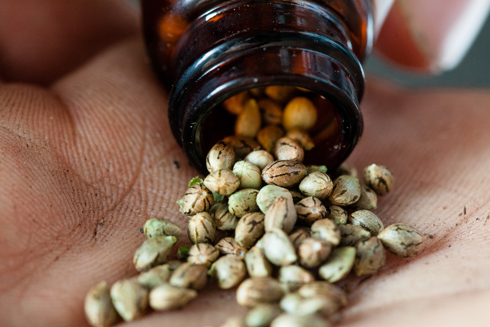 How Are Marijuana Seeds Feminized