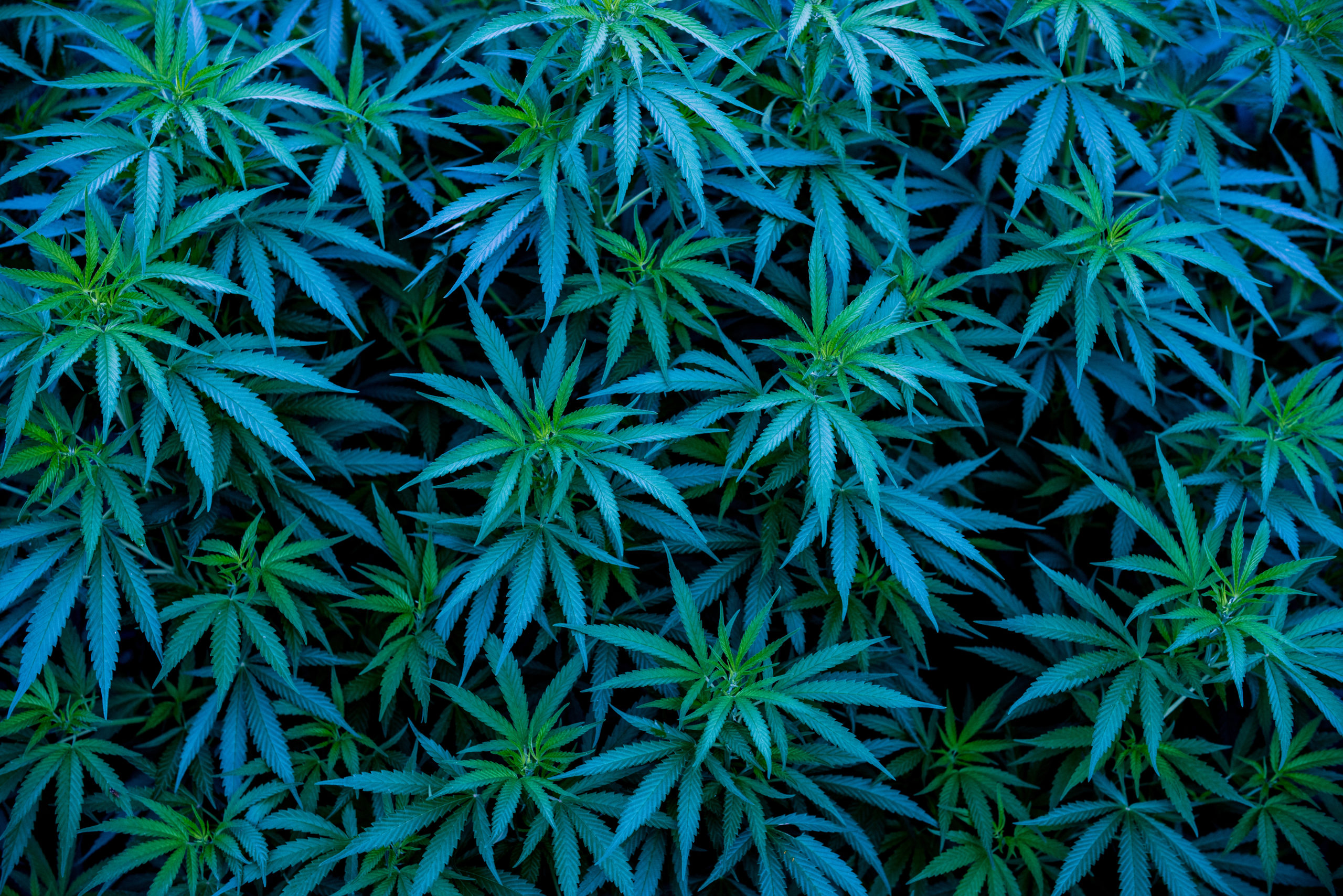 Blue cannabis strains background marijuana Blue Dream - Growers Network