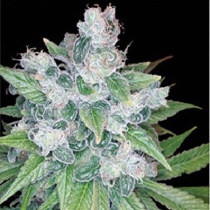 autoflower cannabis seed
