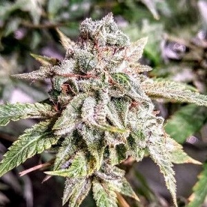 regular cannabis seed
