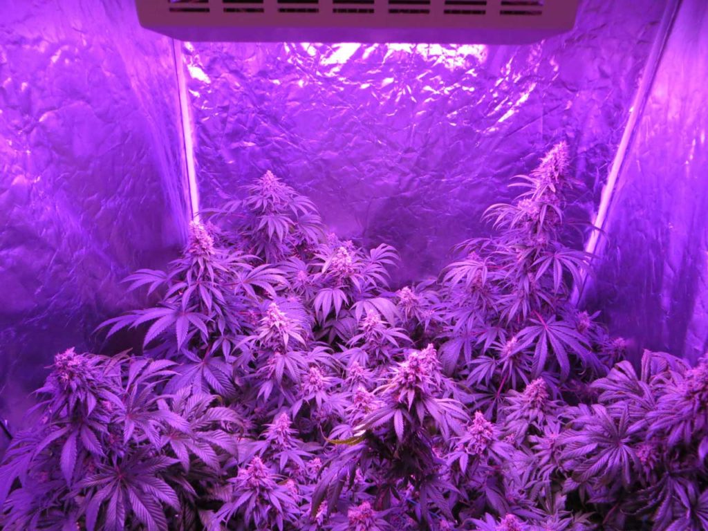 Best LED Lights for x 3') Tent - Growers Network