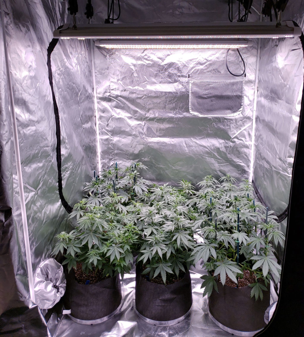 Best LED Lights for (3’ x 3’) Cannabis Grow Tent - Growers Network